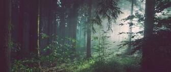 Wallpaper Forest Trees Fog