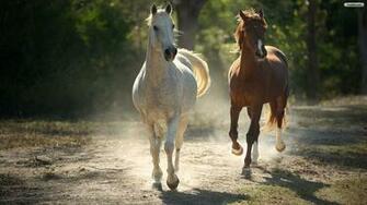 Running Horses Wallpaper