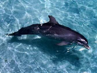 Dolphin Gallery Wallpaper 3d