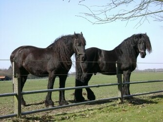 Friesian Horses HD Wallpaper Animals