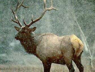 Deer Jpg