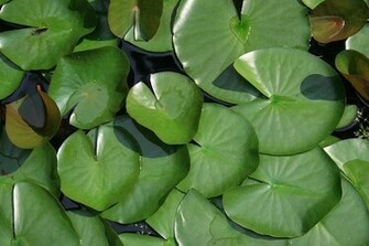 Lily Pads In A Pond Italy