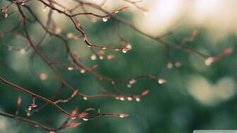 Water Drops Spring Wallpaper