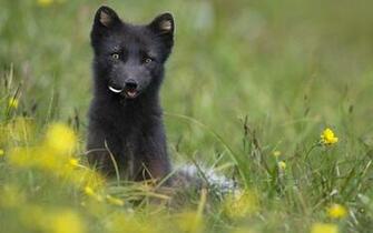 Black Fox