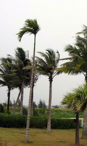 Very Windy Day Live Wallpaper For Android Appszoom
