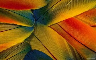 Wallpaper Photography Feathers Background