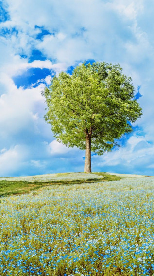 1271a7e3943ed2bf788f31a00839950d Wallpaper