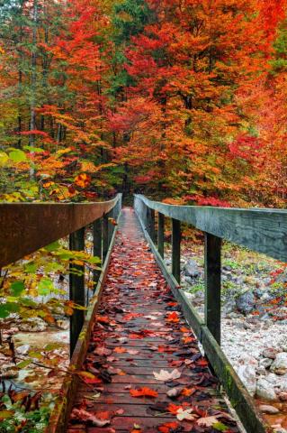 Fall Bridge iPhone Wallpaper That Ll