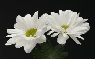 Two White Flowers Desktop Pc And Mac Wallpaper