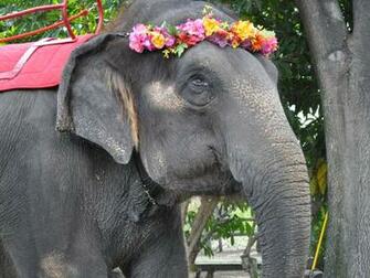 Elephant Screensaver Screensavers For Android