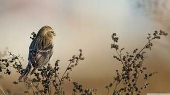 Redpoll 4k HD Desktop Wallpaper For Ultra Tv Wide
