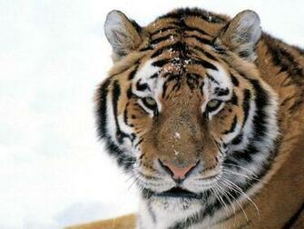 White Siberian Tiger Wallpaper
