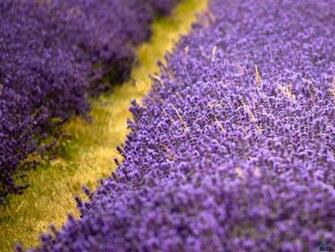 Wallpaper Lavender Flowers Field With Yellow Diagonal Stripes