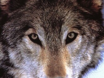 Timber Wolf Wallpaper HD Background HDesktops