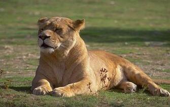 Lioness Wallpaper