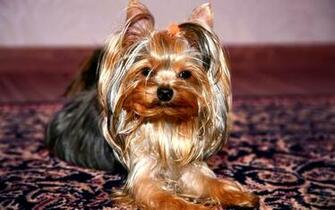 Yorkies Wallpaper