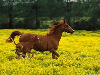 Horse Wallpaper For Desktop HD