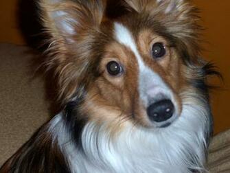 Funny Miniature Sheltie Animals Dogs HD Desktop Wallpaper