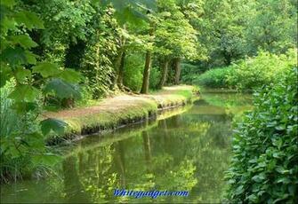 Tree Water Wallpaper Jpg