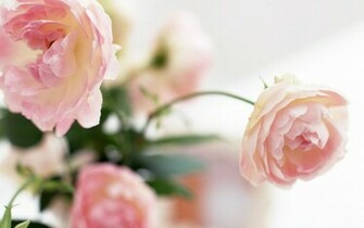 Flowers Nature Peony Delight HD Desktop Wallpaper