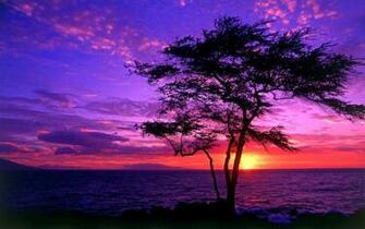 Tree Silhouette In The Sunrise Wallpaper Wide HD