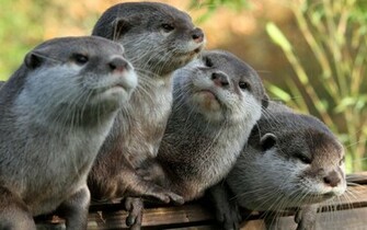 Animal Otter Wallpaper
