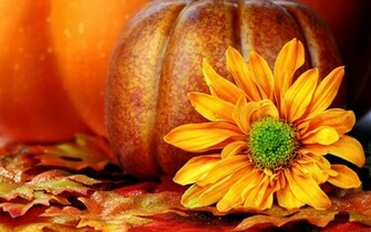 Pumpkin Wallpaper Background