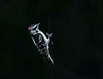 Woodpecker Pictures Image
