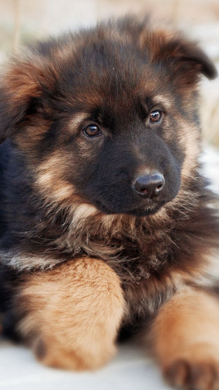 Wallpaper German Shepherd Dog Puppy Cute