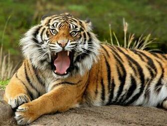 Labels Animals Wildlife