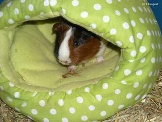 Funny Guinea Pig Wallpaper For Desktop Animal