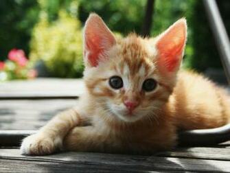 Little Yellow Cat Wallpaper Other