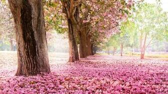 Cherry Flowers Ultra HD Wallpaper UHD Net