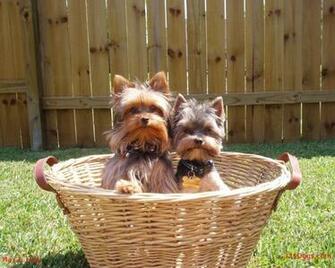 The Beautiful Yorkie Yorkshire Terriers Wallpaper
