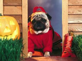 Funny Pug Wallpaper HD