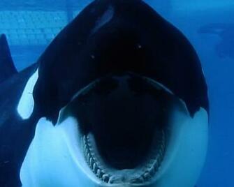 Blackfish Wallpaper High Res Movie
