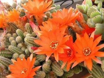 Cactus Flowers High Quality And Resolution Wallpaper On