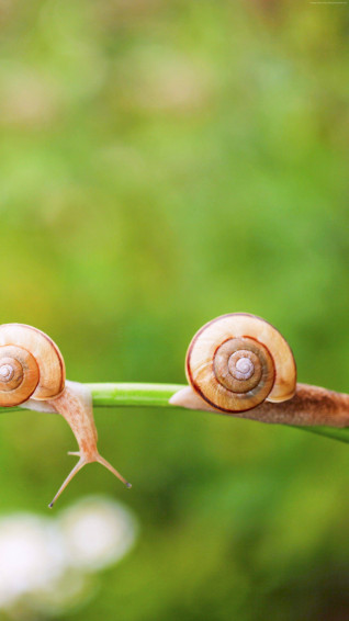 Top Snails Wallpaper Full HD 4k To Use