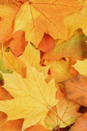 Autumn Leaves iPhone Wallpaper HD