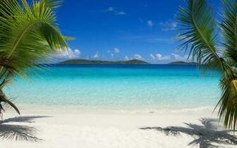 Tropics Beach Palm Trees Sand HD Wallpaper