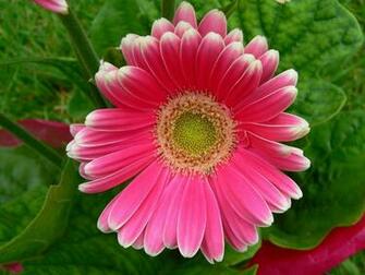 Pics Photos Daisy Pink Gerber Hot Wallpaper Desktop Mac