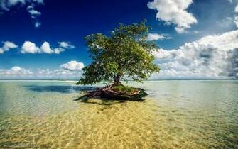 Wallpaper Mayan Riviera Mexico Sea Tree Desktop