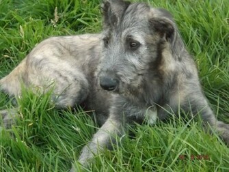 Irish Wolfhound Puppy Pictures Widescreen HD Wallpaper