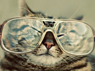 Funny Cat Wallpaper