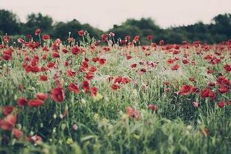Boho Desktop Background Background