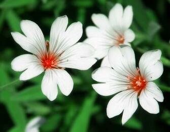 Full HD Wallpaper All Image Are Copyrighted By Their