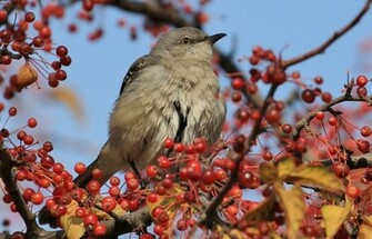 Polyphonic Mockingbird Bird Branches Berries Wallpaper Background