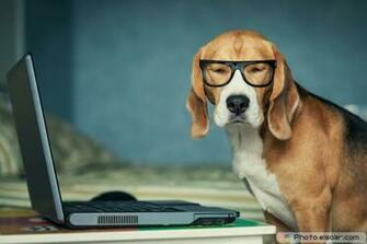 Cute And Funny Dogs In Pictures Wallpaper Elsoar