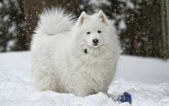 Samoyed Computer Wallpaper Desktop Background Id