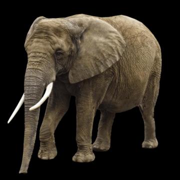 Elephant Png Image Transparent Background Image